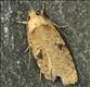 0696 (32.016) Agonopterix propinquella